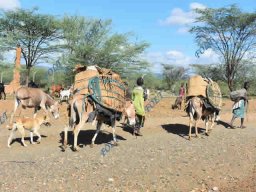 Pastoralists Migration